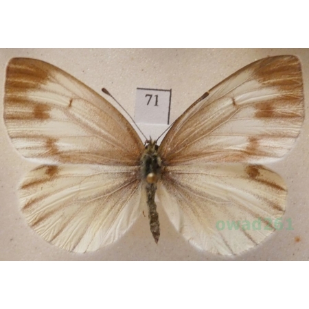 Pieris bryoniae (Hübner, 1806) female Bielinek bryonie Slovakia71